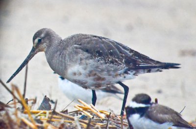 jhudsonian godwit sandy point plum island