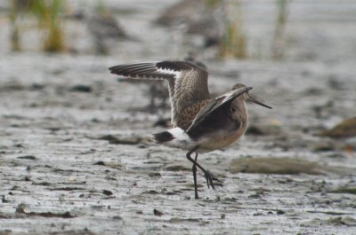 juv hudsonian godwit sandy point plum island