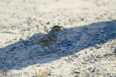 lark sparrow sandy point parking lot pi