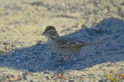lark sparrow sandy point parking lot pi
