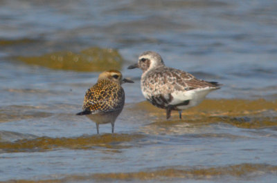 am.golden and black-bellied plovers sandy point pi