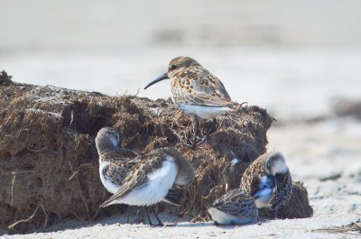 juv dunlin sandy point pi