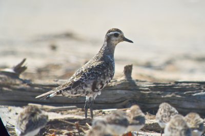 american golden plover sandy point pi