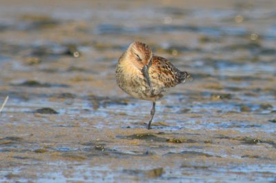 juv dunlin sandy point plum island