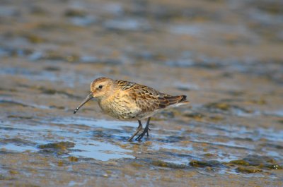 juv dunlin sandy point plum island