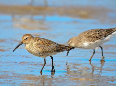 juv dunlin sandy point plum island