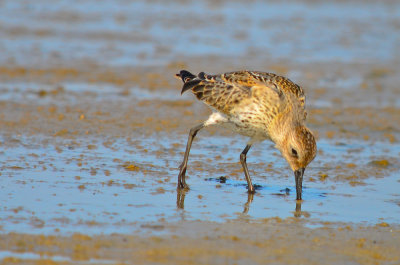 juv dunlin sandy point plum island