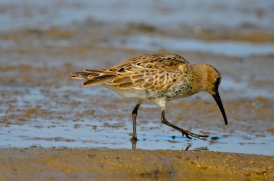 juv dunlin sandy point plum island