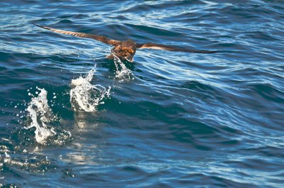 sooty shearwater  NECWA Pelagic