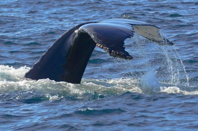 humpback whale  NECWA Pelagic