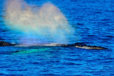 humpback whale  magical mist NECWA Pelagic