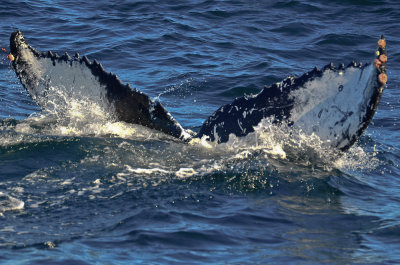 humpback whale  NECWA Pelagic