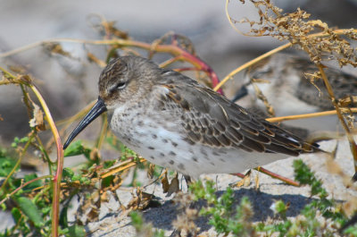 juv dunlin sandy point plum island