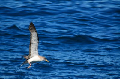 Cory's Shearwater NECWA Pelagic