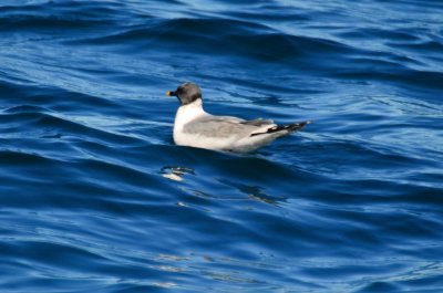 Sabine's Gull NECWA Pelagic