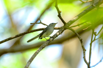 blue-gray gnatcatcher nahant thicket