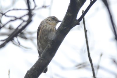 molting yellow-rump plum island