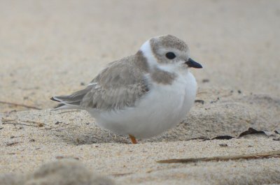 piping plover sandy point plum island