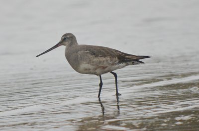 hudsonian godwit sandy point plum island