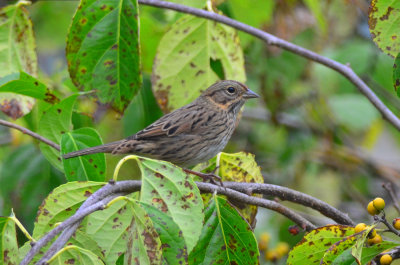 lincoln's sparrow sandy point plum island