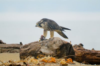 imm. peregrine sandy point plum island