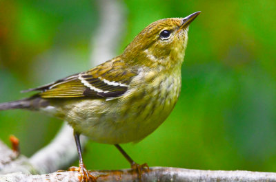 blackpoll plum island