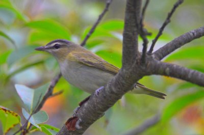 red-eye vireo sandy point plum island