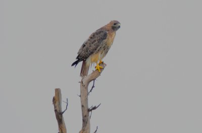unusually marked red-tail plum island turnpikeport