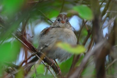 field sparrow sandy point plum island