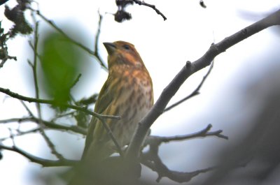 orange morph? Purple Finch hellcat plum island