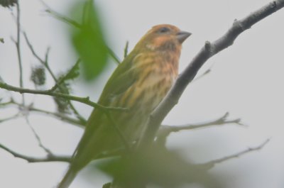 orange morh? Purple Finch hellcat plum island