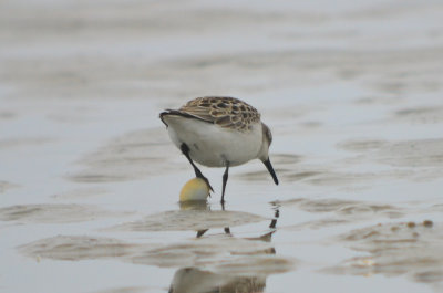 bummer, clam clamped on semipal's foot