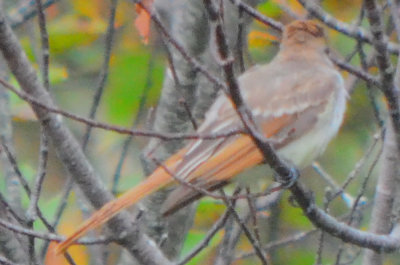 ash-throated fly catcher sandy point