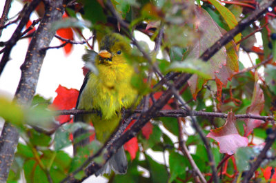 scarlet tanager plum island