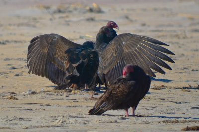  turkey vultures, feathers still on head on one juv sandy point PI