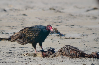  turkey vulture eating dead seal  sandy point PI