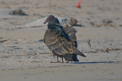 juv turkey vulture,  sandy point PI