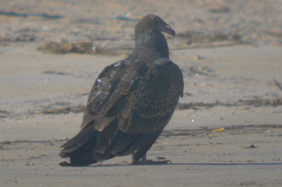 juv turkey vulture, feathers still on head sandy point PI