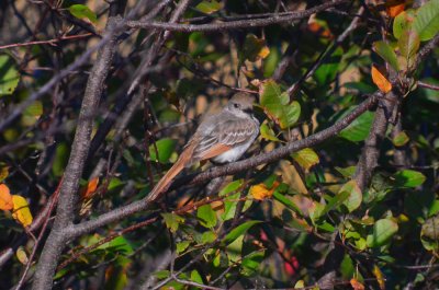 Ash-throated flycatcher wardens plum island