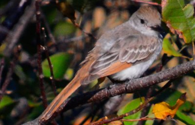 Ash-throated flycatcher wardens plum island