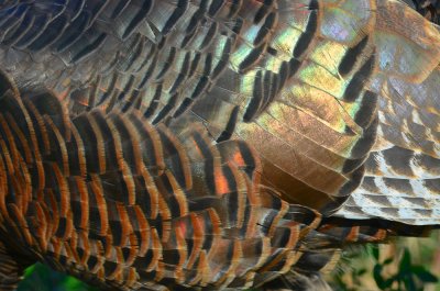 turkey feathers plum island