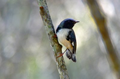 black-throated blue plum island