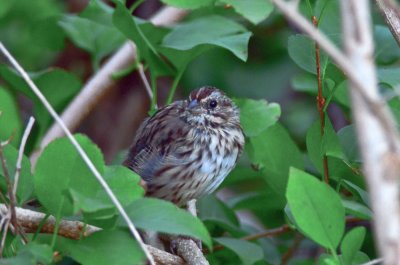 ???? sang was not song sparrow worlds end