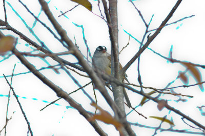 white-crowned sparrow sandy point