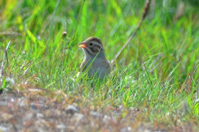 clay-colored sparrow roadside north field