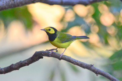 hooded warbler salisbury