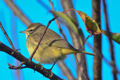 western palm warbler wardens pi