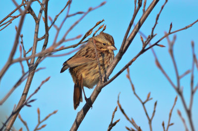 song sparrow  wardens pi