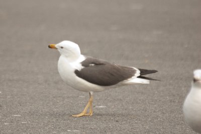 LBBG Salisbury ma