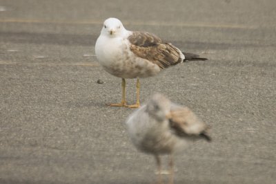 1st yr LBBG  salisbury ma (background)